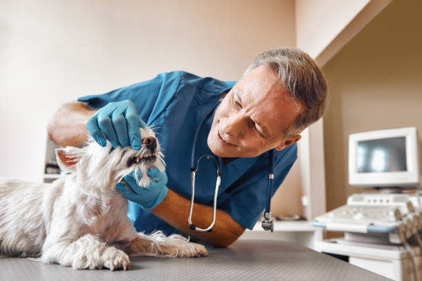 Best Emergency Dentist for Knocked-Out Tooth in Osage Beach, MO